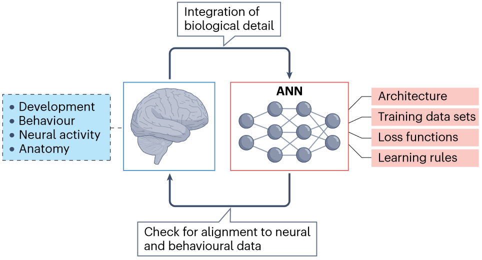 Featured image of post The neuroconnectionist research programme