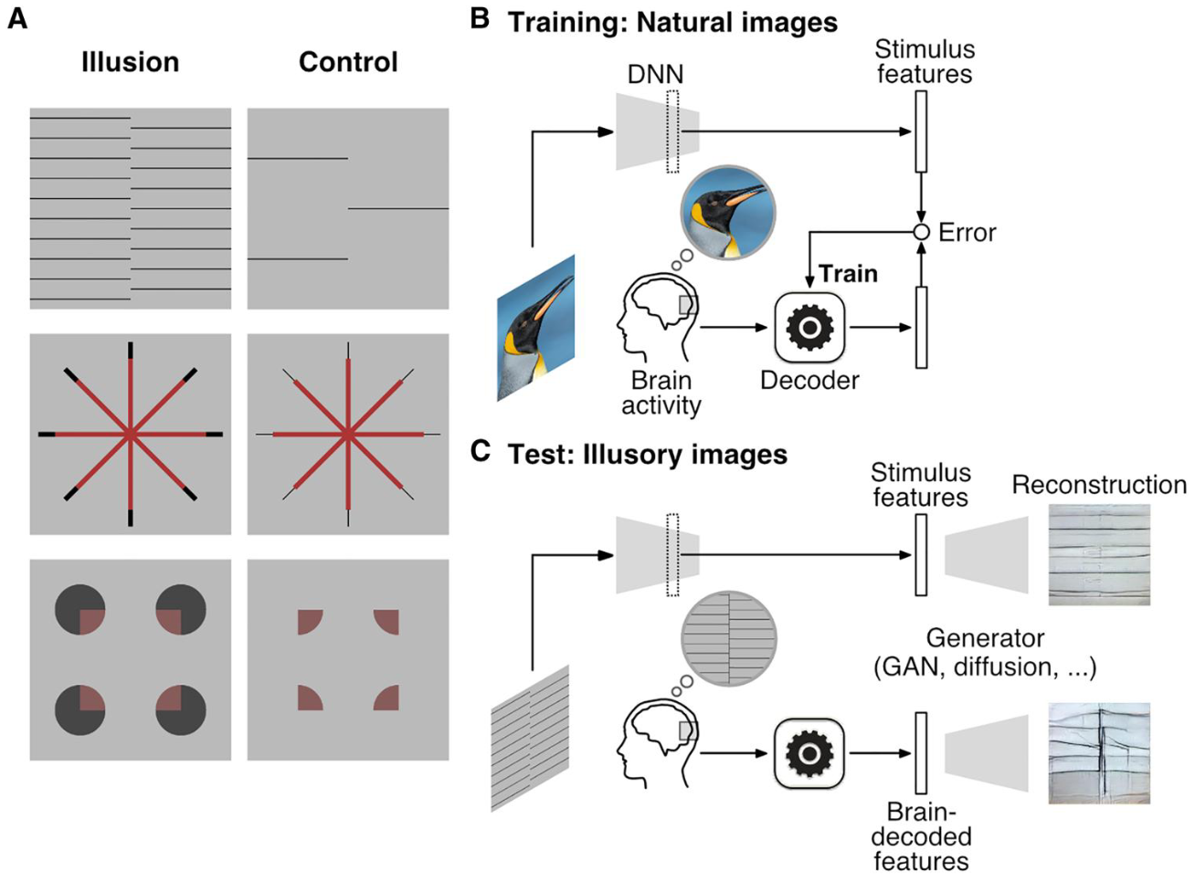 Featured image of post Reconstructing visual illusory experiences from human brain activity