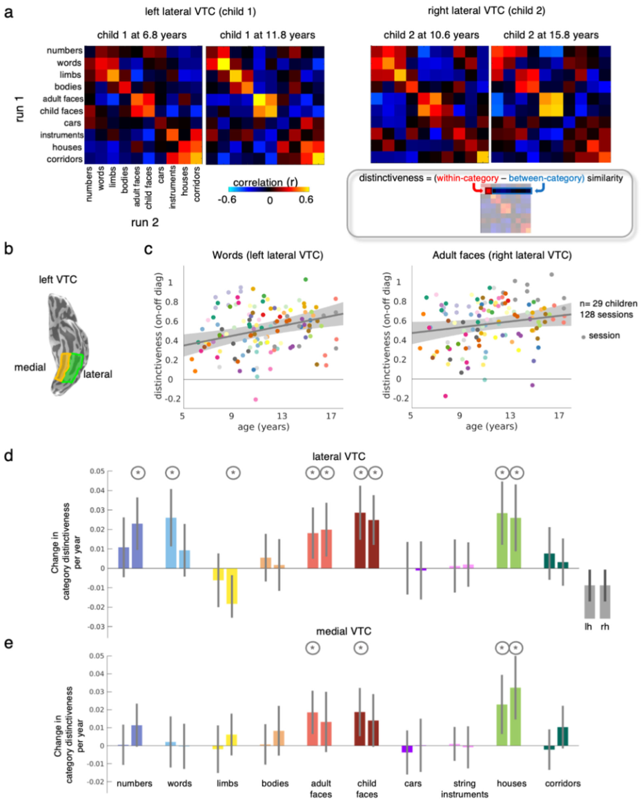 Featured image of post Longitudinal development of category representations in ventral temporal cortex predicts word and face recognition