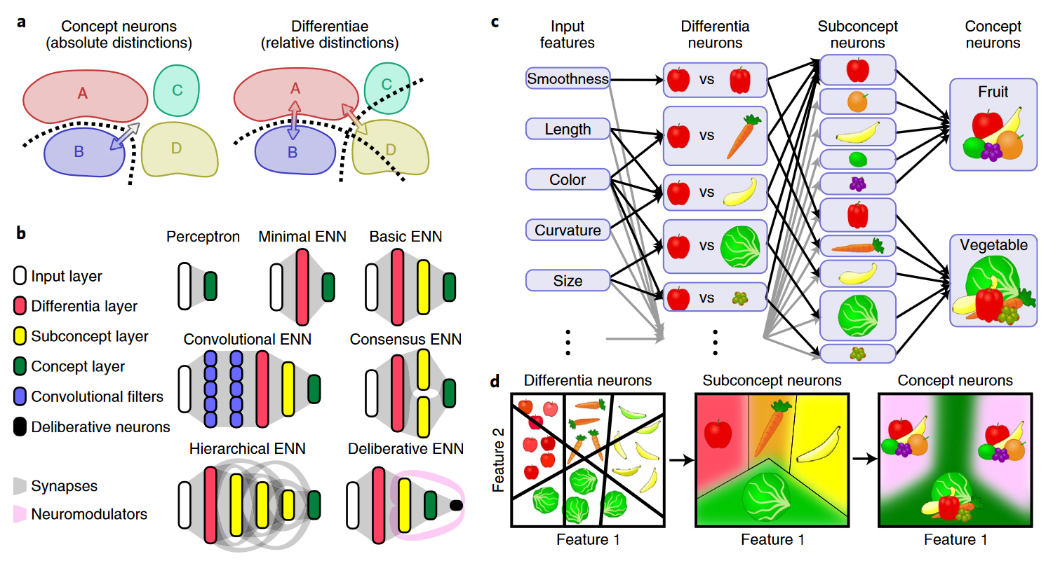 Featured image of post Explainable neural networks that simulate reasoning