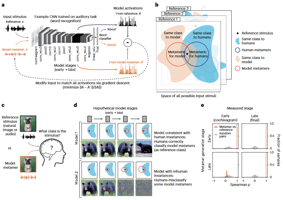 Featured image of post Model metamers reveal divergent invariances between biological and artificial neural networks