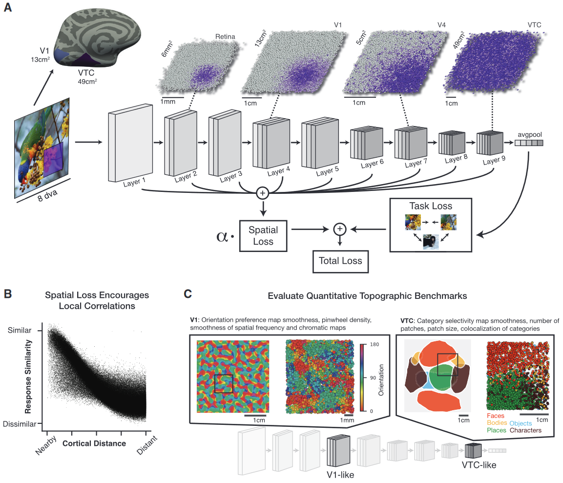 Featured image of post A unifying framework for functional organization in early and higher ventral visual cortex