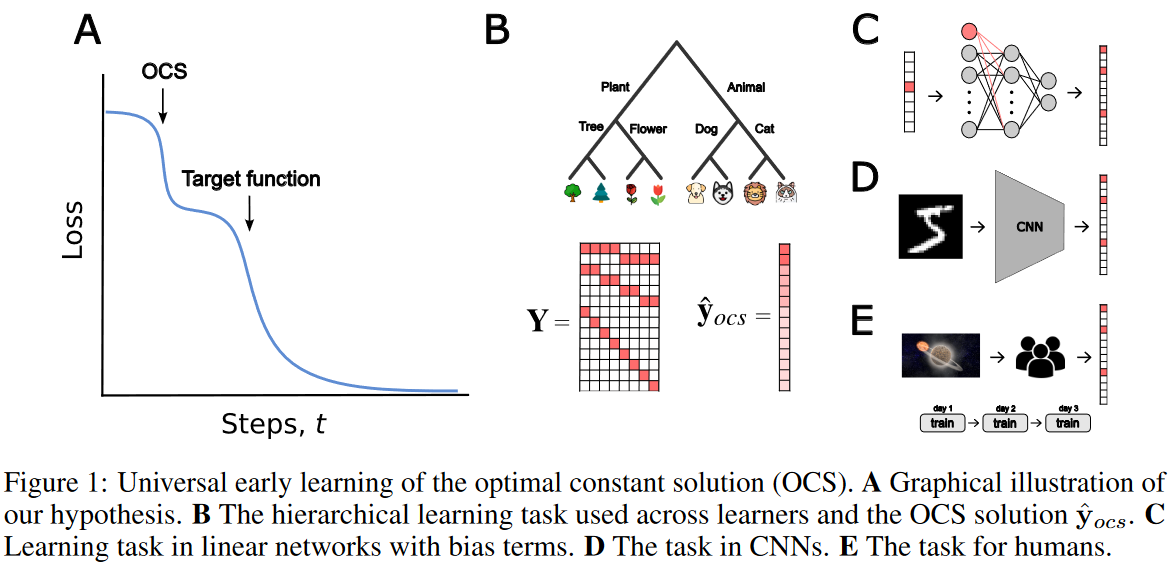 Featured image of post The bottom-up and top-down processing of faces in the human occipitotemporal cortex